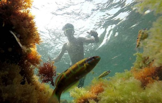 Foto submarina de Toni Forqués donde se ve un hombre biceando y unos peces y fondo marino